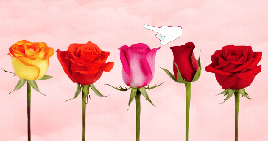 Pick a Rose and Find Your Soulmate’s Name!
